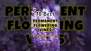 Best flowering vines in india / perennial flowering creepers /#shorts #floweringplants