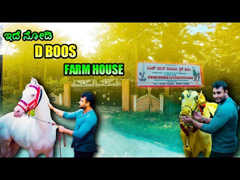 🔥D BOSS ರವರ ನೆಚ್ಚಿನ ಕುದುರೆ ಇರುವುದು ಇಲ್ಲೆ 🐎// challenge star darshan farmhouse#mysore #darshan