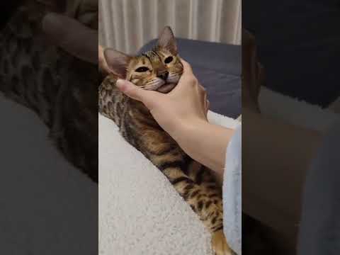 主の足の上でトロける子猫#Shorts