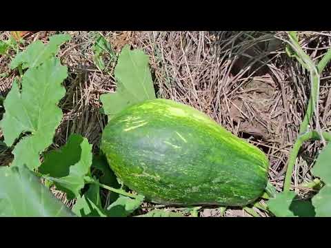 Minha plantação  de Mandioca, Moranga e abóbora.