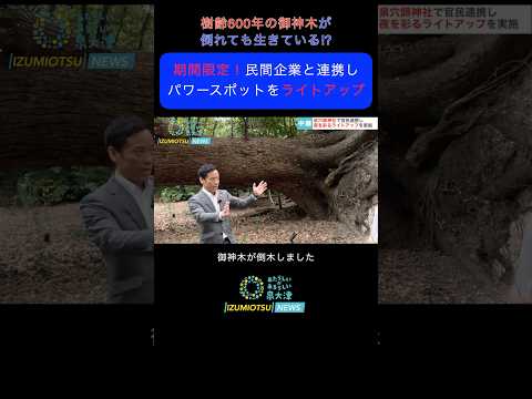 樹齢600年の御神木が倒れても生き続けている⁉︎泉大津のパワースポットを民間企業と連携してライトアップ #まちづくり #泉大津市 #shorts #神社#泉穴師神社