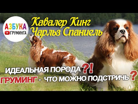 Кавалер кинг Чарльз спаниель - груминг, содержание, что можно подстричь