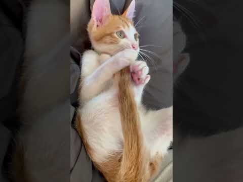 🤣🤣#video #viral #cat #animals #shorts #cute#pets