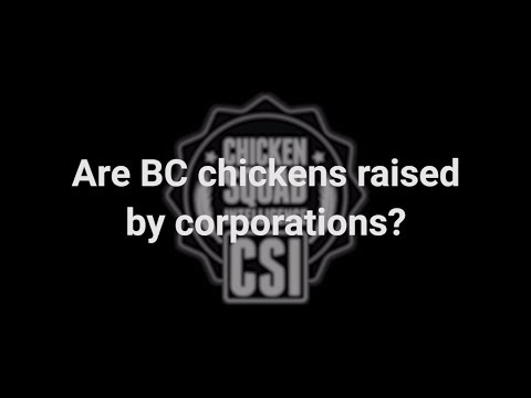 Clip: Chicken Squad Intelligence™ - Are BC Chickens Raised by Corporations?