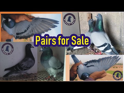 Racer Pigeon Pair for sale | Kabooter for Sale | Waleed Loft | Pigeon Cote