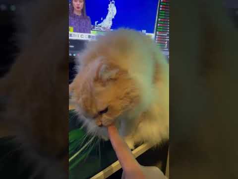 猫の日も舐めたいぬっこ#shorts