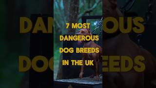 Top 7 Most Dangerous Dog Breeds in The UK #doglover #DOG #DOGFACTS