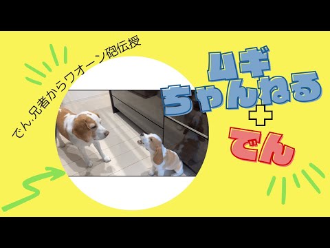 【ビーグル犬】リニューアルしました♪