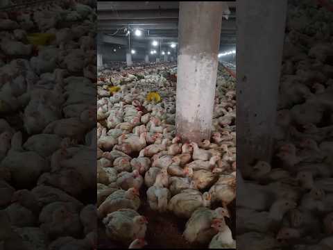 MashaAllah 38th day broiler chicken farming, #broiler #chicken #mashallah #youtubeshorts #shorts