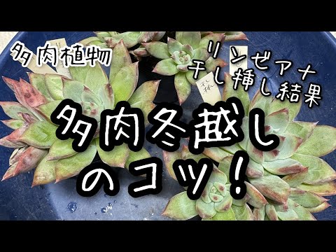 【多肉植物】冬越しのコツとリンゼアナ葉挿しその後