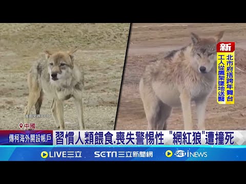 長期習慣人類餵食 中國"網紅狼"慘遭撞死路邊翻滾撒嬌討食 青藏高原出現"網紅狼"｜三立新聞網 SETN.com