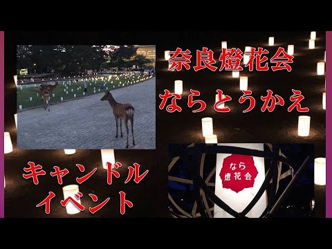 奈良燈花会ならとうかえ　世界遺産に囲まれた奈良公園のろうそくイベント　NARA TOKAE  Nara Park Candle Event