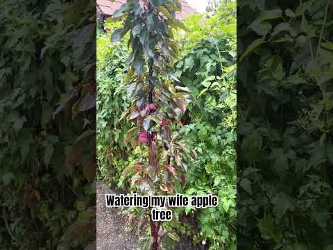 Watering my wife's apple tree #watering #plants #appletree #canadalife #moosejaw #shorts