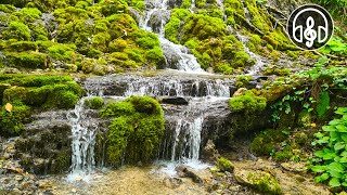 Gentle Sounds Of Nature. 6 Hours of Birdsong and Waterfall Sounds