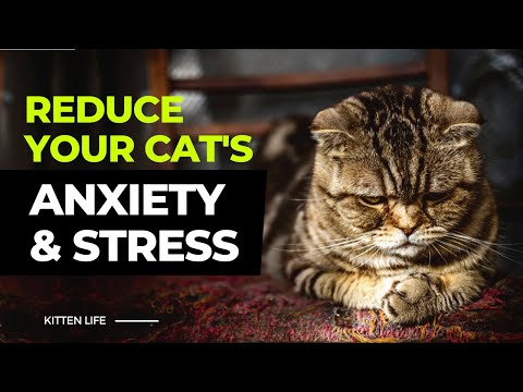 12 Tips to Reduce Your Cat’s Anxiety and Stress (Part 2)