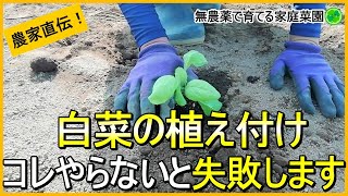 【白菜栽培】苗の植え付け～害虫対策まで全部見せます【有機農家直伝！無農薬で育てる家庭菜園】　23/9/19