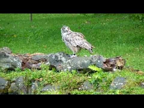 養老牛温泉旅館藤や　シマフクロウ