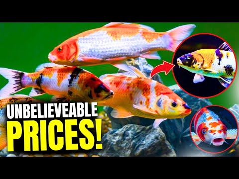 How Much Are Koi Fish - The Prices Will Shock You!