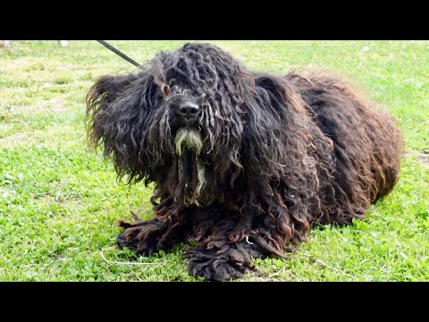 One Year Old and Already Neglected (Grooming Hungarian Puli Dog)