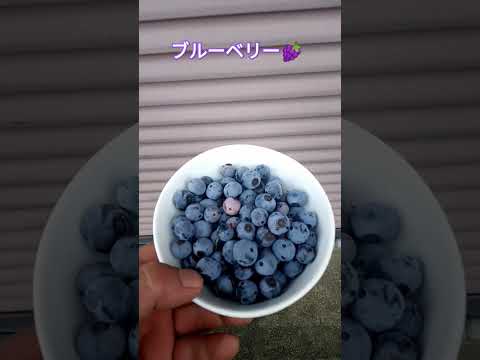 ブルーベリー🍇収穫しました🍇 #shortsfeed #家庭菜園 #ブルーベリー栽培