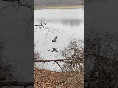 A great blue heron flies over the lake | Horizons_視野 | bird | wildlife | animals