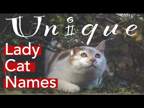 Unique Cat Names For Females ❤️🐈‍⬛