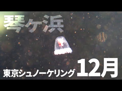 ＃１６琴ヶ浜でシュノーケリング（2019年12月）【東京シュノーケリング】