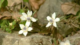 落ち葉の間から顔を覗かせる白い花　春の妖精“セツブンソウ”県北の名所で咲き始める【岡山・美作市】 (22/02/17 11:46)