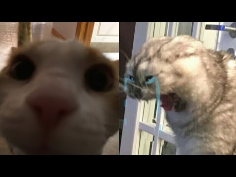 BEST FUNNY MEMES WITH CATS COMPILATION 10