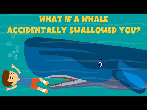 What If a Whale Accidentally Swallowed You? | Video for Kids