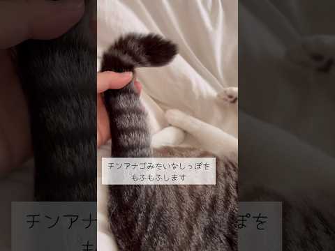 主に食いつかれるチンアナゴ #ねこ動画 #保護猫 #cat #ねこと暮らす #チンアナゴ #しっぽに食いつく