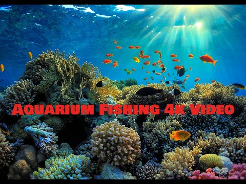 Aquarium Fishing 4k Video