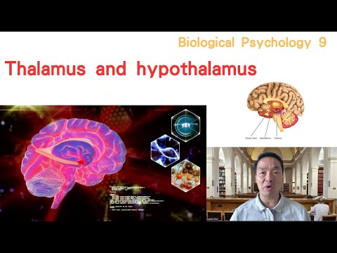 (Eng) Biological Psychology 09: Thalamus and Hypothalamus #thalamus #hypothalamus #emotion