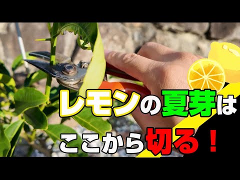 【10月中旬】⑱ゼロから始めるレモンの鉢植え／夏芽の剪定！