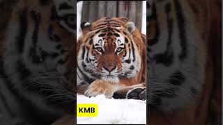 Look at his eyes ❤️ #shorts #tiger #eyes #viral #shortvideos