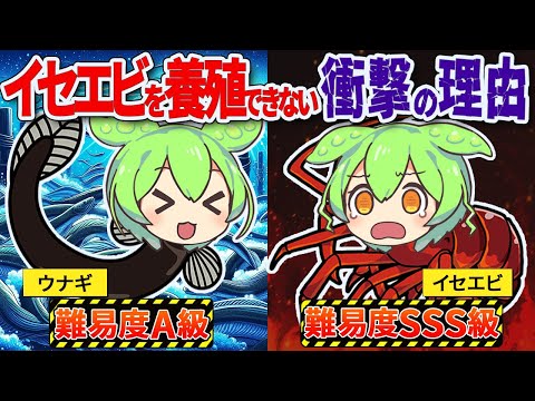 なぜイセエビは飼育ができないのか？【ずんだもん　ゆっくり解説】