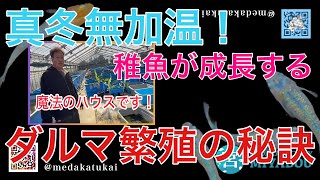 【丸長めだか突撃！その③】魔法のハウス秘密とは！？ダルマめだかの固定率を上げる秘訣を公開！