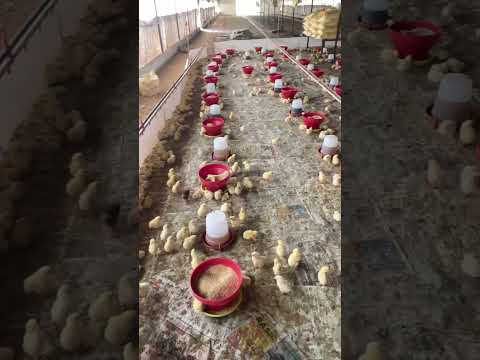 2 day old chicks #farming #chicken #trendingvideo #10million #chicksfarming #youtubeshorts #poultry