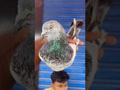 Top class racing giribaz pigeon of BD #shorts #viral #youtubeshorts