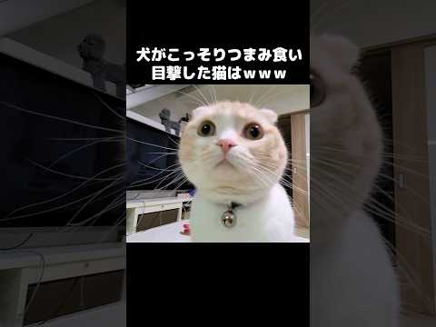 犬がこっそりつまみ食い目撃した猫の顔が...笑#shots