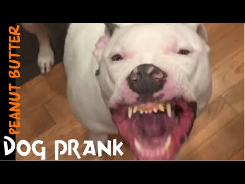 Dog Peanut Butter Prank