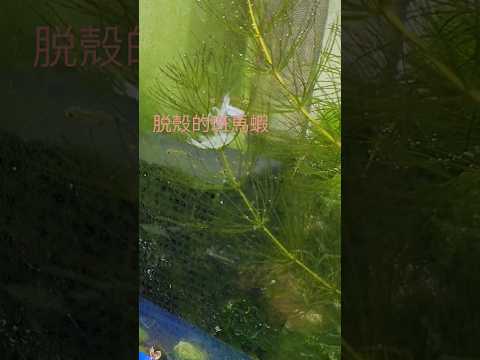 生機盎然的小魚缸，有剛脫殼的斑馬蝦，生了小小蝦米，還有一大堆小小孔雀魚