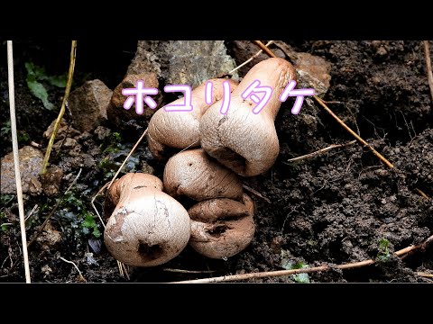 １分動画　ホコリタケ