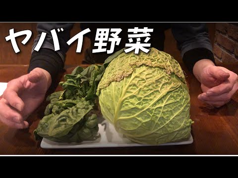 【秘密の仕入れ】サラダをお客さんが平均3杯食べるお店に新作の野菜を手に入れた