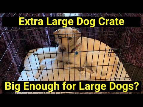 Carlson Dog Crates: Is XL Big Enough for a 90-Pound Dog?