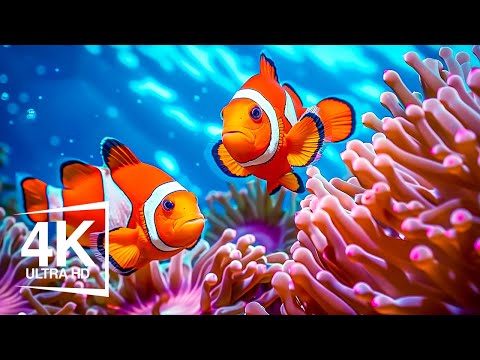 Marvel at Sea Animal in The Best 4K ULTRA HDR Aquarium - Relaxing Music to Relieve Stress, Anxiety