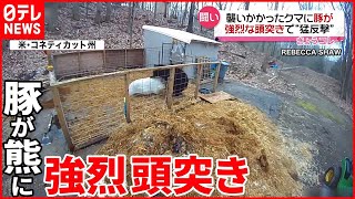 【強烈“頭突き”】クマがブタ襲撃も猛反撃に…  アメリカ