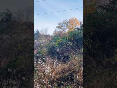 A doe and her two kids | Horizons_視野 | deer | wildlife | deer family