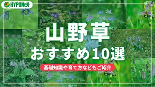 山野草おススメ10選｜初心者でも育てやすい品種を中心にご紹介