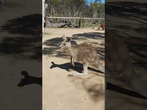 Australia kangaroo 澳洲袋鼠 #袋鼠 #澳洲袋鼠 #动物 #自然 #kangaroo #australiakangaroos #animals #nature